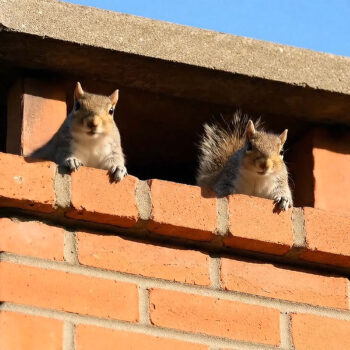 Preventing animal intrusion in Okatie & Hilton Head Plantation, SC